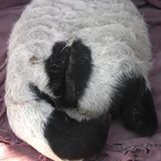 Anak Domba Lahir Tanpa Kepala dan Tulang