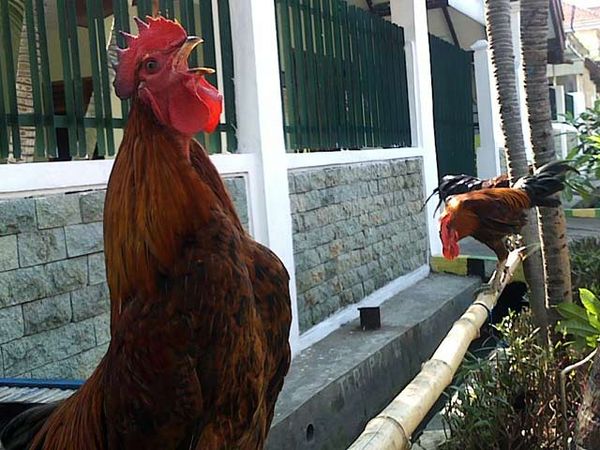 Lebih Dekat dengan Ayam Ketawa