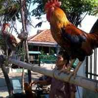 Lebih Dekat dengan Ayam Ketawa