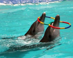 Wah! Indonesia Ternyata Ekspor Lumba-lumba