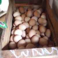 Lonjakan Harga Telur Tertinggi Selama 10 Tahun Terakhir