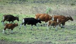 Banyuwangi, Surga Petualang di Ujung Timur Pulau Jawa