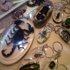 Meraup Dolar dari Pengawetan Serangga