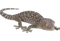 Filipina Melarang Tokek Sebagai Obat AIDS dan Lemah Syahwat