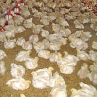 Indonesia Swasembada 1,6 Miliar Ekor Ayam Tahun Ini