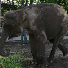 Fitri, Penghuni KBS Keseleo Tak Bisa Jalan