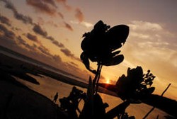 Kecantikan Tersembunyi dari Ujung Genteng