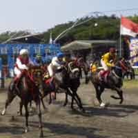 RI Produksi Kuda Pacu Lokal Seharga Mobil MPV