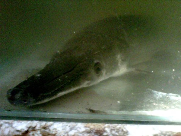 Ikan Berkepala Mirip Buaya di Mojokerto