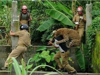 Macan Tutul Terkam Polisi Hutan