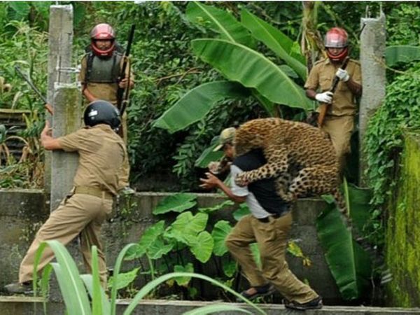 Macan Tutul Terkam Polisi Hutan Macan Tutul Terkam Polisi Hutan
