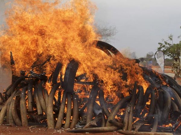 5 Ton Gading Gajah Afrika Dibakar