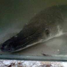 Ikan Berkepala Mirip Buaya di Mojokerto Ditawar Rp 20 Juta