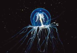 Air Kencing Tak Manjur Atasi Sengatan Ubur-ubur