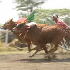Obyek Wisata Kenjeran Diramaikan Karapan Sapi