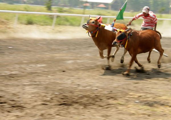 Festival Karapan Sapi di Kenjeran