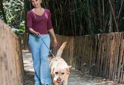 Cara Hewan Peliharaan Menjaga Kesehatan Anda