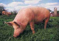 WHO Batasi Penggunaan Babi untuk Pembuatan Vaksin