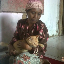 Gadut si Kucing Hanya Mau Disusui Sumratun