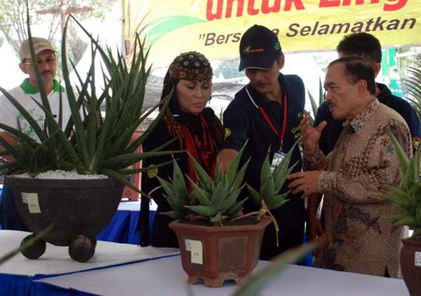 Kontes Sansevieria 2011