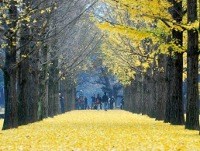5 Tempat Wisata Drama Korea yang Wajib Dikunjungi