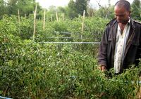 Harga Cabai di Karo Anjlok 