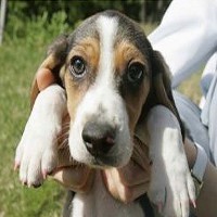 Korsel Ciptakan Anjing Menyala dalam Gelap