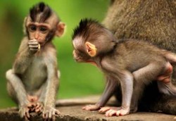 Ratusan Penelitian Medis pada Monyet Diklaim Tak Bermanfaat