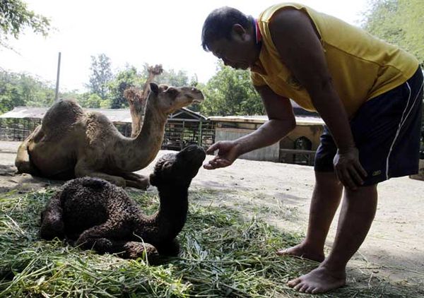 Bayi Unta Lahir di Surabaya