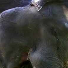 Fitri Akhirnya Mati Setelah Dirawat Dua Minggu 