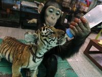 Simpanse Susui Bayi Macan
