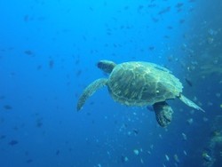 Bunaken yang Selalu Bikin Penasaran Para Penyelam