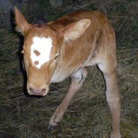 Wah! Anak Sapi Berkaki 2 Lahir di Sleman