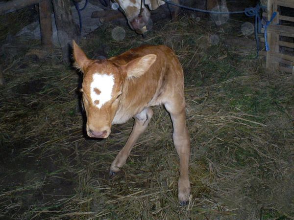 Anak Sapi Berkaki 2 Lahir di Sleman