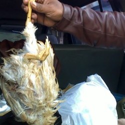 15 Ayam di Pasar Kebayoran Lama Positif Mengandung Formalin