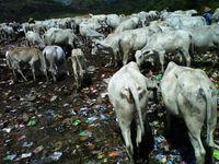 Ratusan Sapi Pemakan Sampah