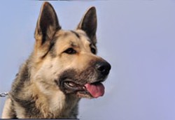 Anjing Bisa Bedakan Bau Tubuh Kembar Identik