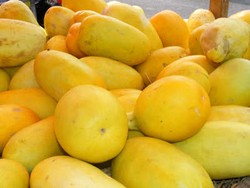 Segar dan Bernutrisi Mentimun Suri