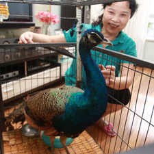 Seekor Burung Merak Tiba-tiba Menclok di Lantai 8 Apartemen