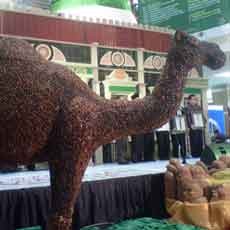 Onta Berbulu Kurma Mejeng di Atrium Cito