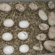 Komodo KBS Bertelur 25 Butir