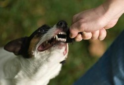 Pertolongan Pertama Jika Tergigit Hewan Peliharaan