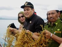Menteri PDT Panen Rumput Laut