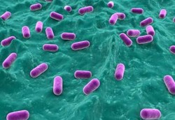 Lactobacillus, Bakteri Baik untuk Mengatasi Diare