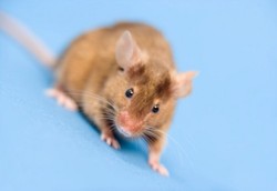 Leptospirosis, Tidak Hanya Berasal dari Tikus