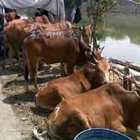 3.000 Sapi Australia Segera Datang ke Indonesia