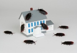 Awas, Kecoa Bisa Memicu Alergi