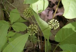 Herbal Sarsaparilla, dari Anti Bakteri Hingga Daya Ingat