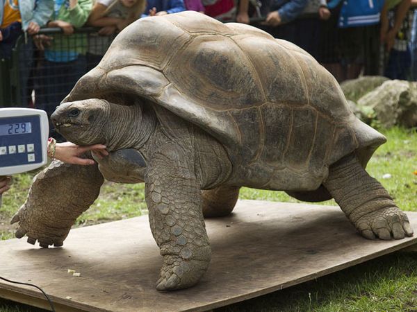 Kura-kura Raksasa Periksa Kesehatan