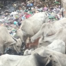 Kota Metropolitan Jakarta Menyimpan 4.000 Sapi